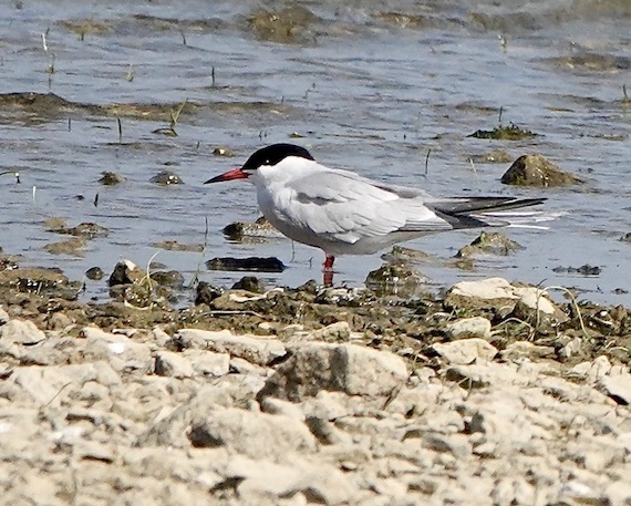 common tern